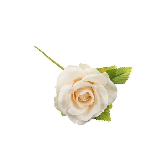 ROSA CFOGLIA CIPRIA